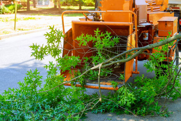 Best Tree Clearing Services  in Lake Park, FL